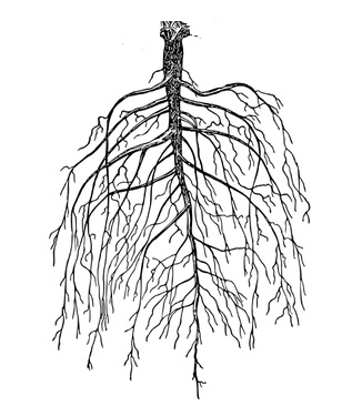 Root structure with a tap root