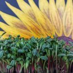 Sunflower microgreens