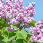 bare root lilac shrub