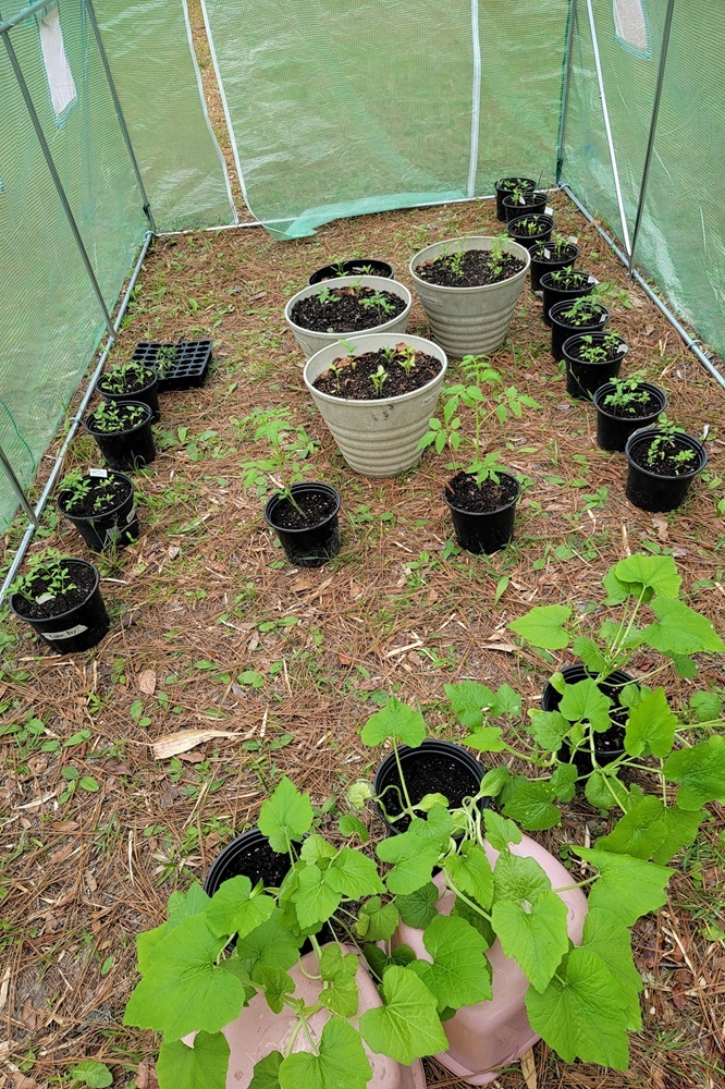 seedlings inside the Vevor greenhouse