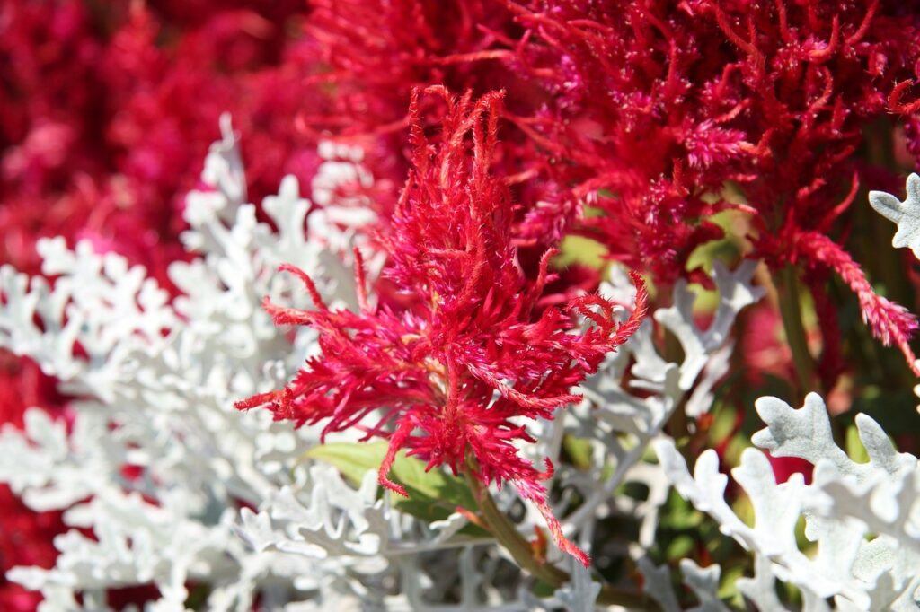 Astilbe red flower