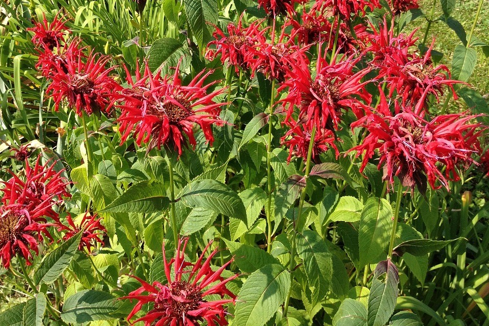 Bee Balm red perennial