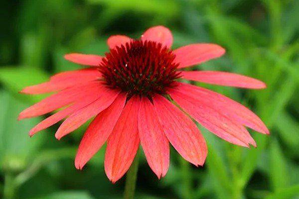 Coneflower red perennial