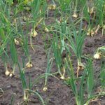 onions growing in soil