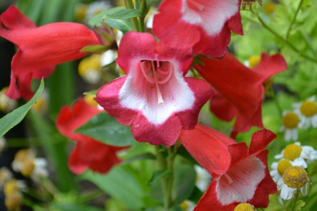 Penstemon red flower