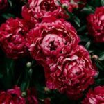 Peony red perennial