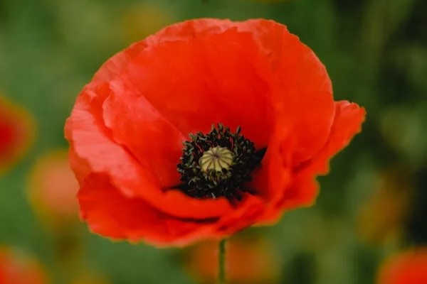 Poppy red perennial