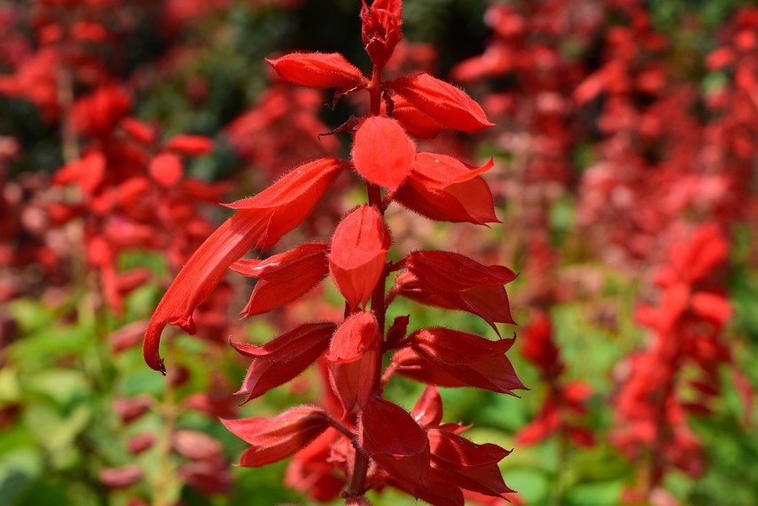 Salvia red flower