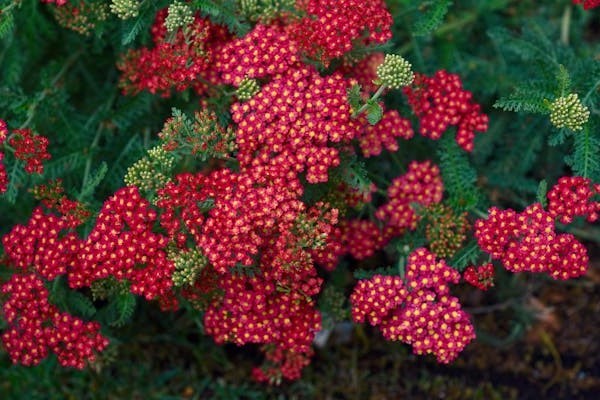 Yarrow red perennial