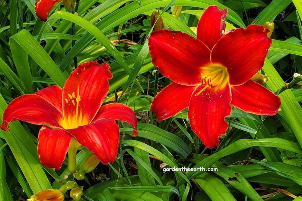 daylily red perennial flower