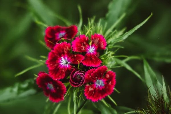 dianthus red perennial