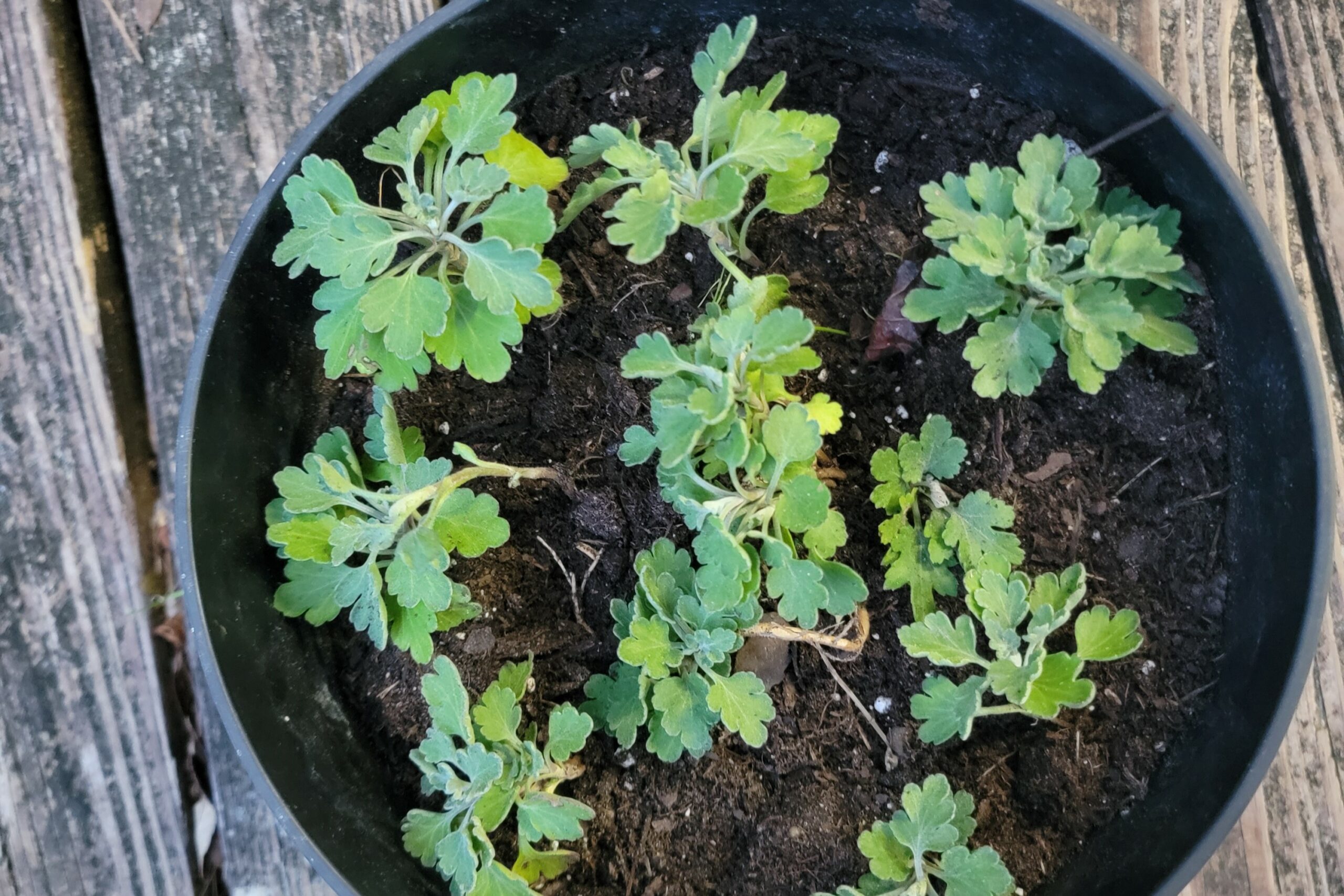 Chrysanthemum stems planted in one pot