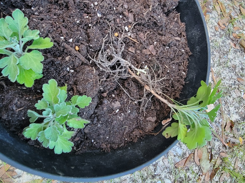 Side shoot or basal stem removed from main Chrysanthemum plant