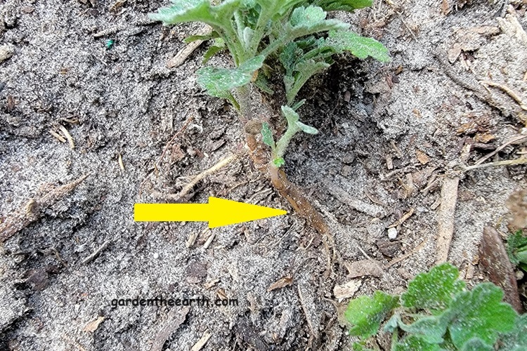 Chrysanthemum side shoot or basal stem root