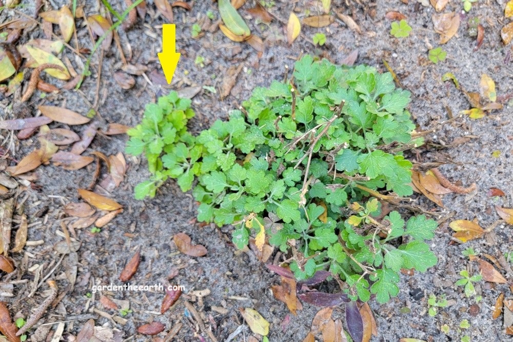 Side shoot or basal stem on Chrysanthemum plant