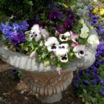 large planter with pansies