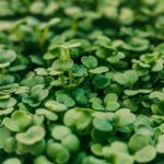 microgreens growing