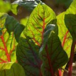 Beet Leaves