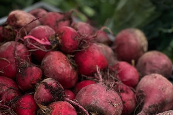 Harvested beets in a pile