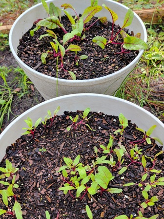 beet seedlings growing in pots