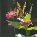 zinnia flowers with butterfly