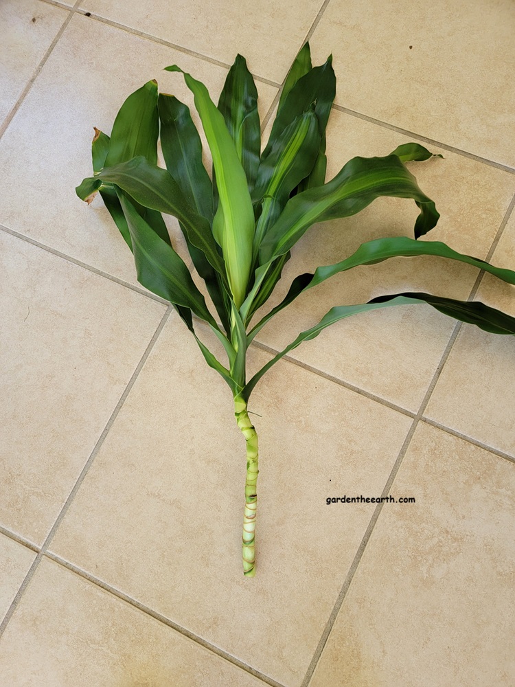 Corn Plant Dracaena cut off top of plant after dead leaves are removed