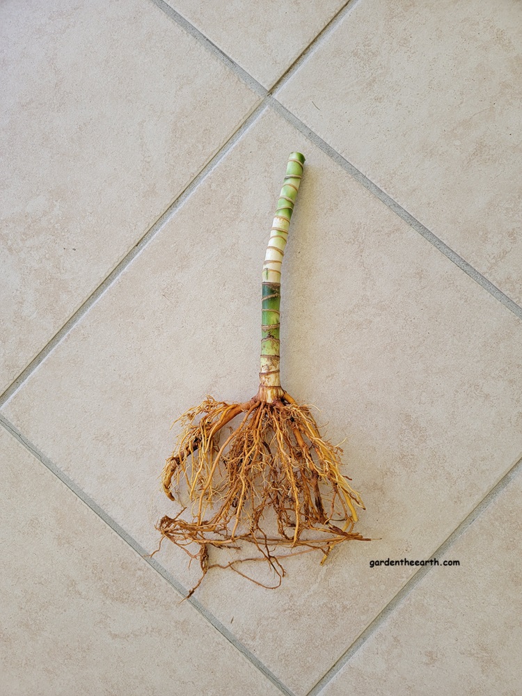 Corn Plant Dracaena after rinsing all soil from roots