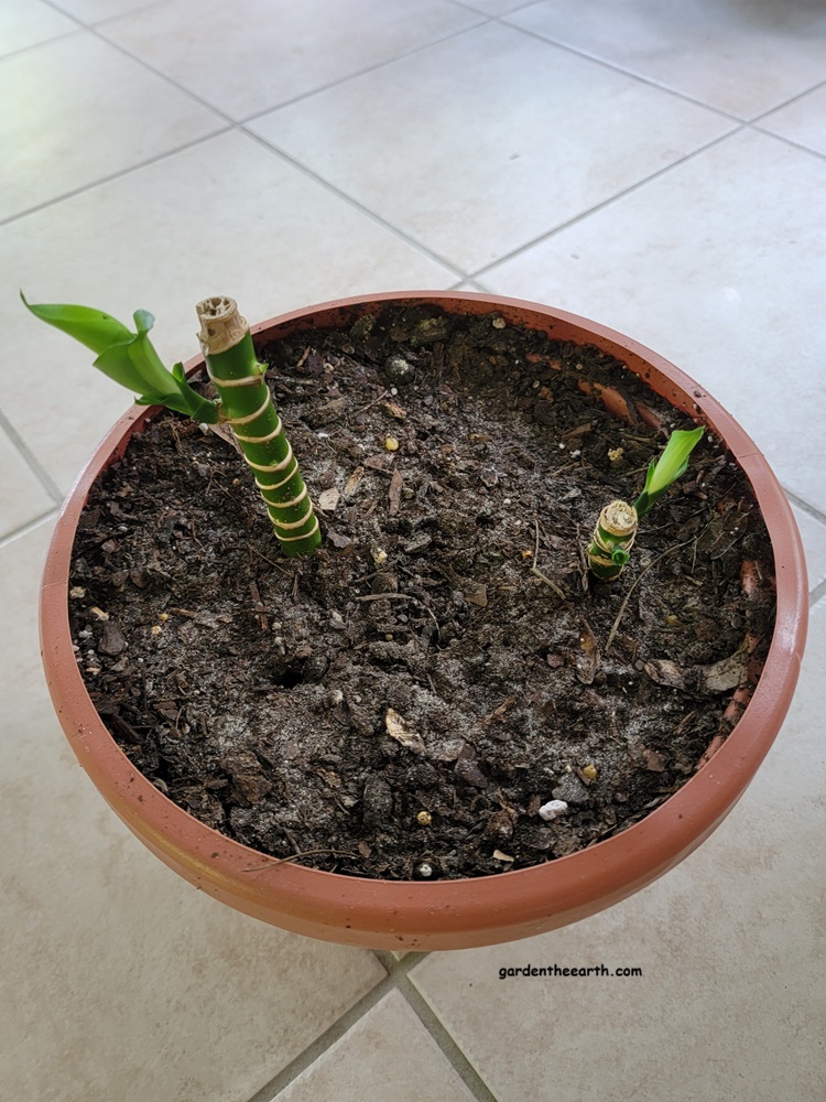 Corn Plant Dracaena new leaves growing on stem pieces