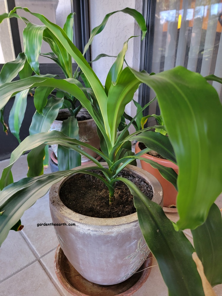 Corn Plants growing