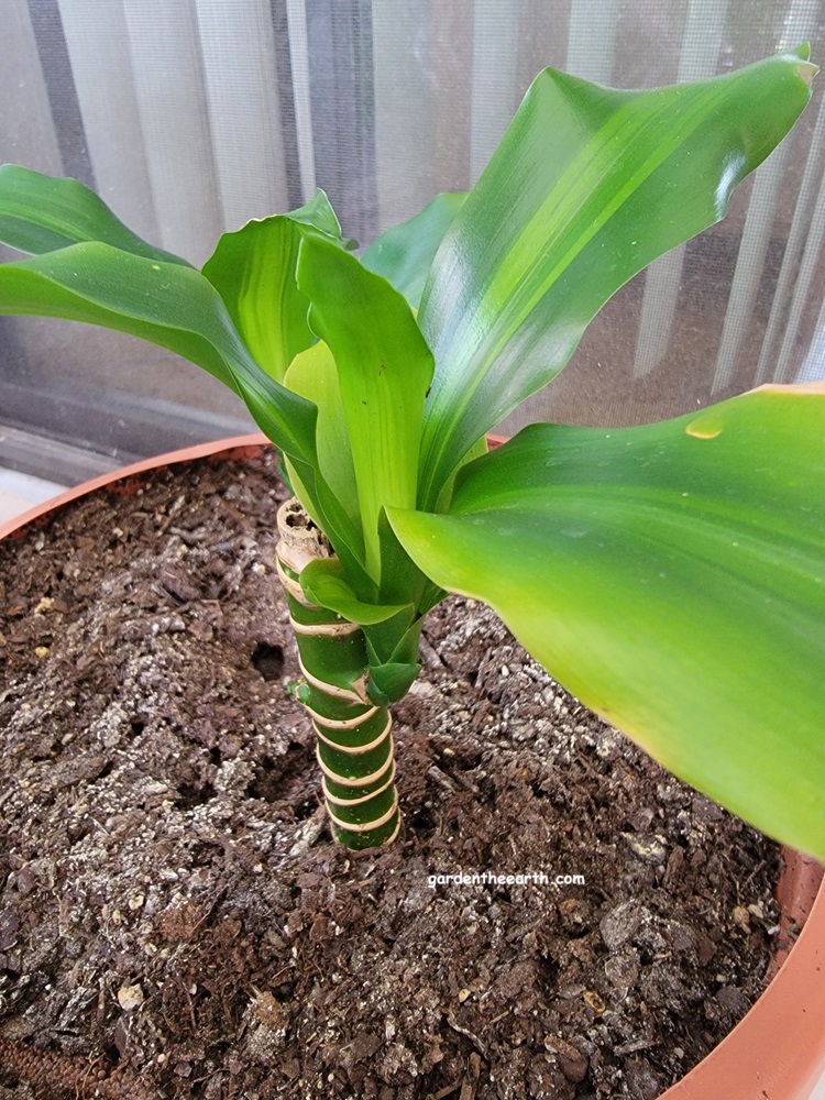 Propagated Corn Plant growing