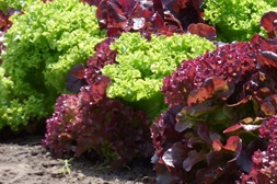 colorful lettuce varieties growing in the garden