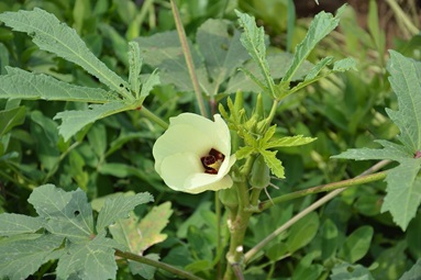 Okra flower on okra plant