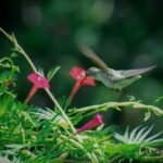 Cardinal Climber vine with hummingbird